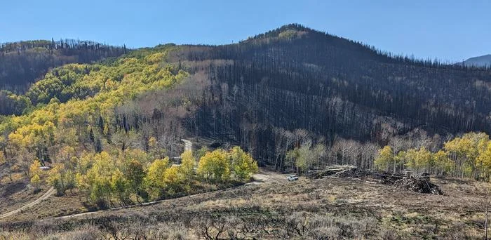Álamos temblones y coníferas calcinadas tras incendio en Colorado.
