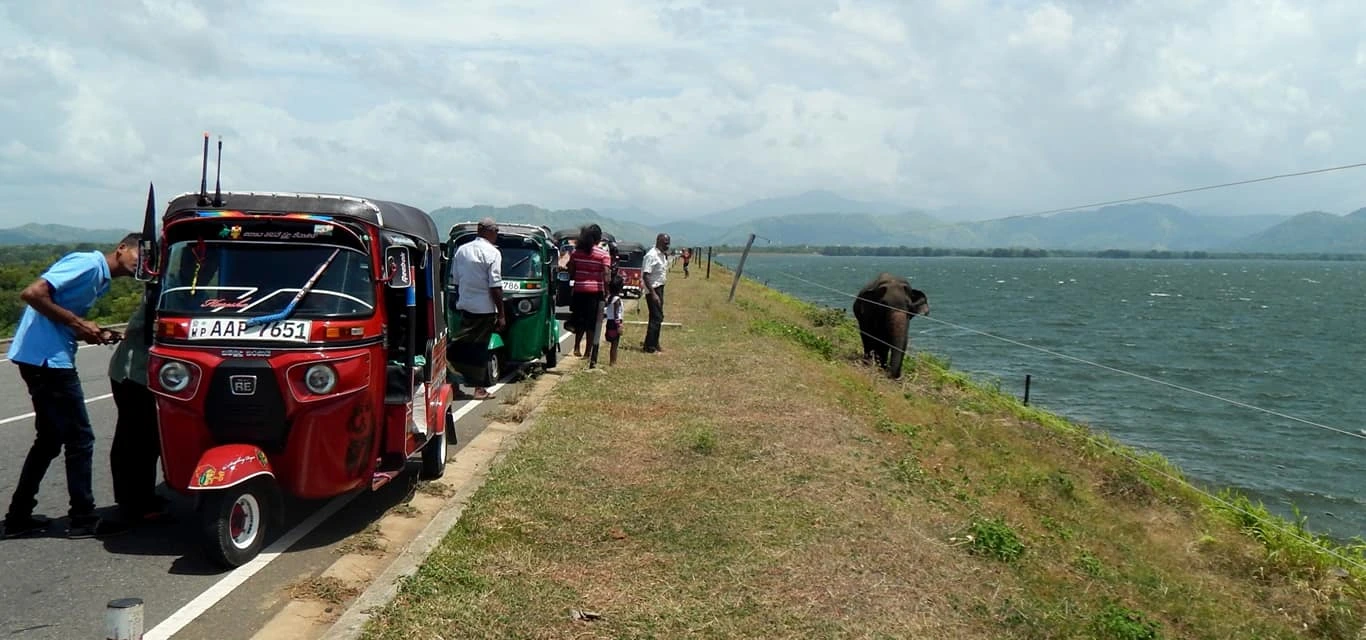 Elefante llamado Rambo acercándose a turistas en un entorno natural, esperando ser alimentado