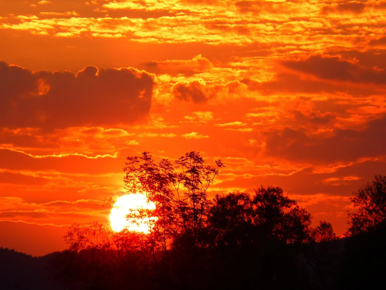 Sol, nubes rojizas y siluetas de árboles en primer plano