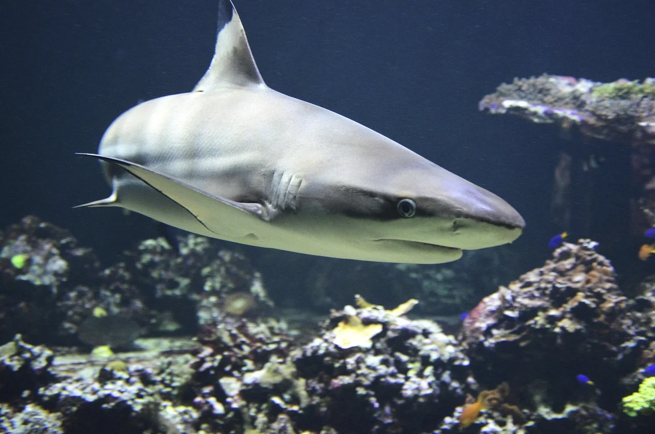 Tiburón punta negra (Carcharhinus melanopterus)