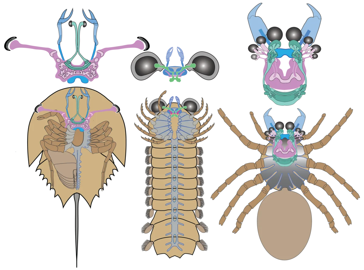 Comparación de cerebros: cangrejo herradura, Mollisonia y araña moderna