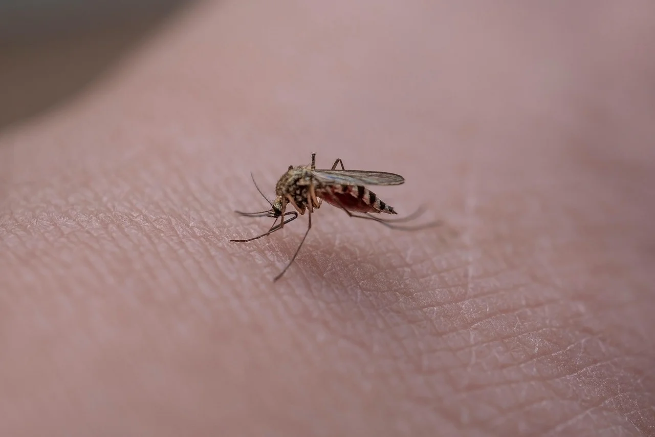 Mosquito posado sobre piel humana en vista macro