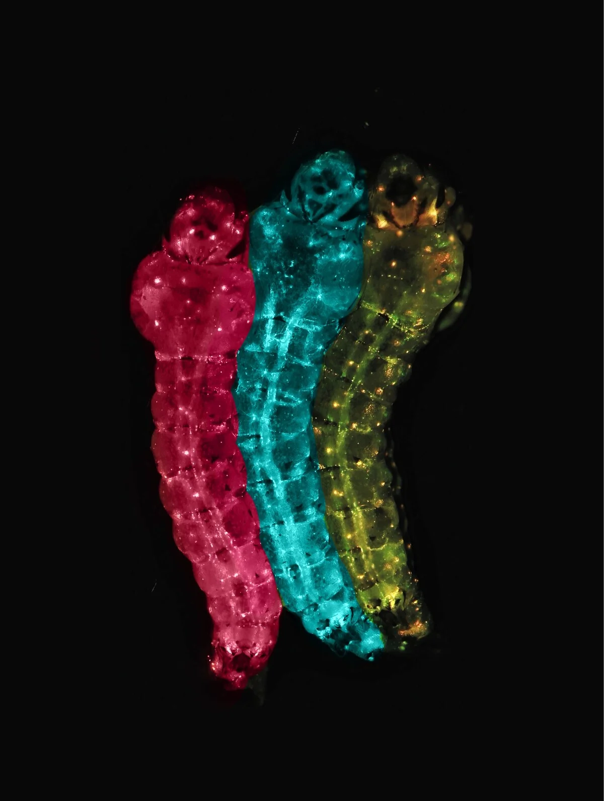 Larvas de mosquitos genéticamente modificadas con fluorescencia rosa, azul y amarilla para rastrear la propagación de parásitos de la malaria