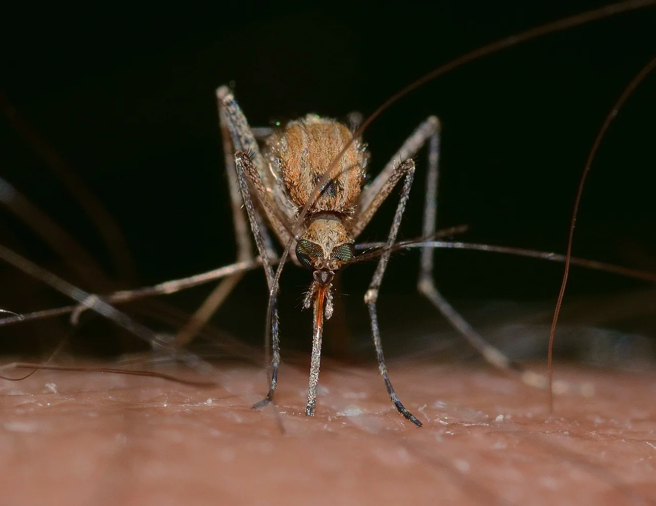 Mosquito en vista macro alimentándose sobre piel humana