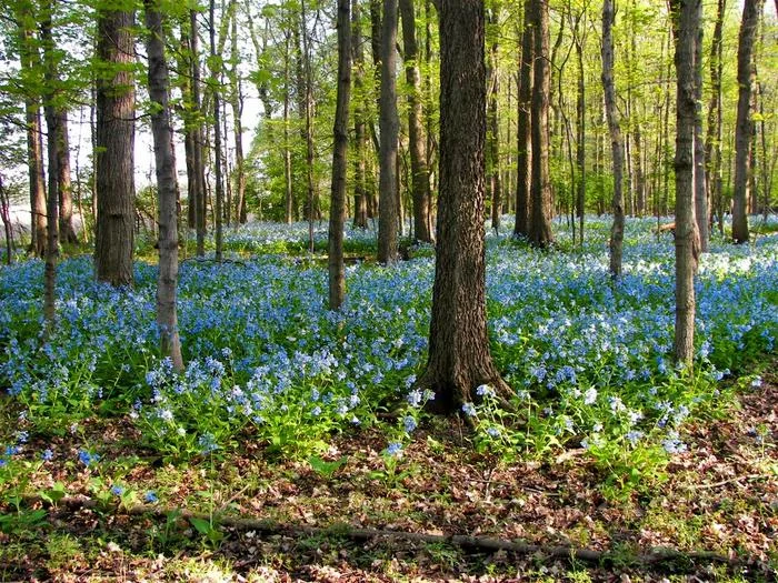 Campanillas azules silvestres floreciendo entre la vegetación de Trelease Woods en primavera