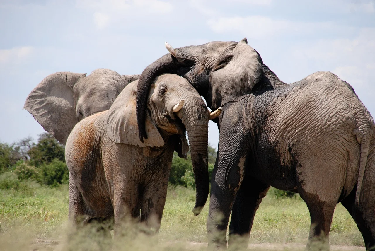 Dos elefantes adultos interactuando afectuosamente con sus trompas en una sabana africana