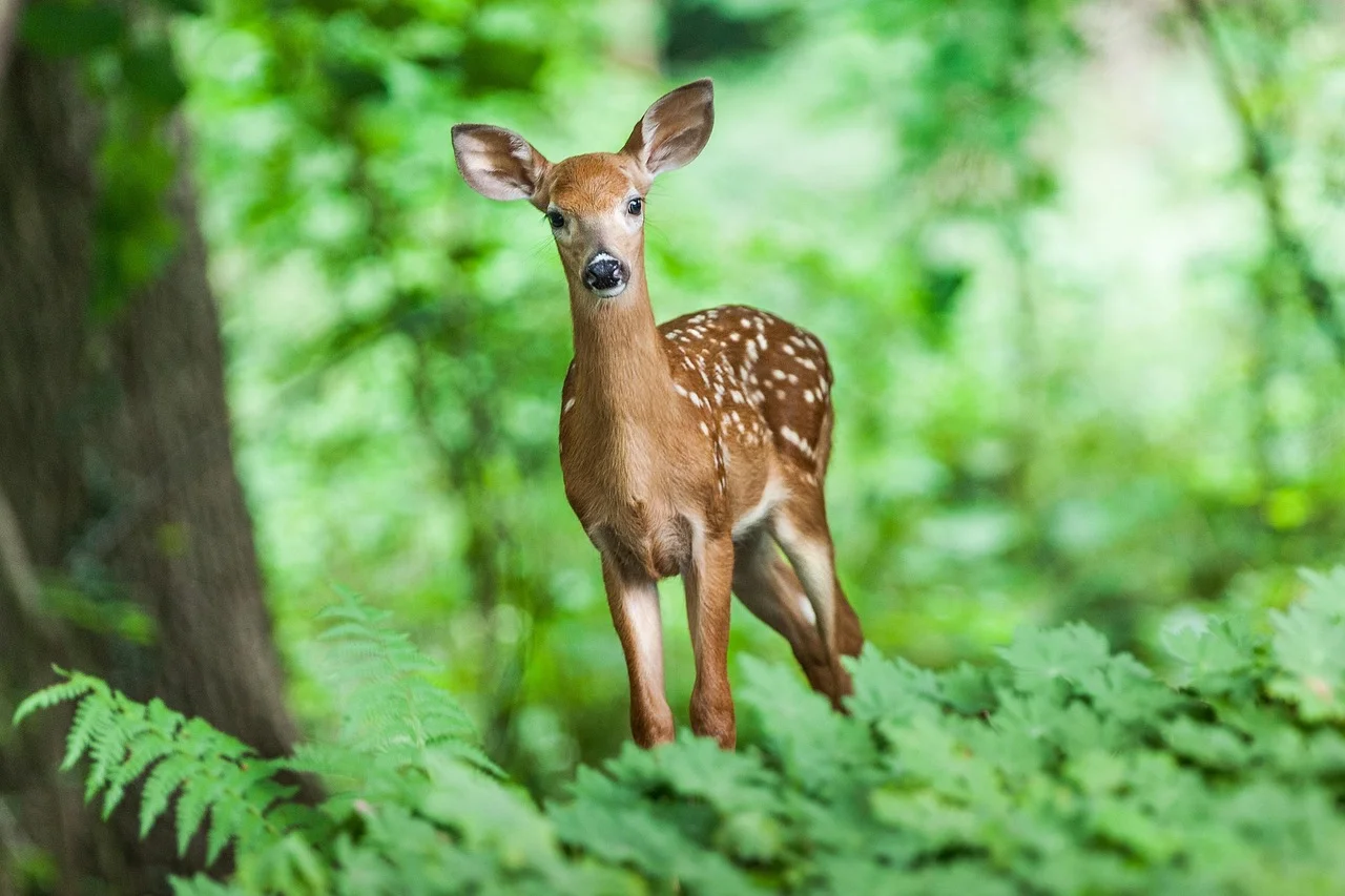 Un ciervo joven de pelaje marrón y manchas blancas, de pie en un bosque verde y frondoso