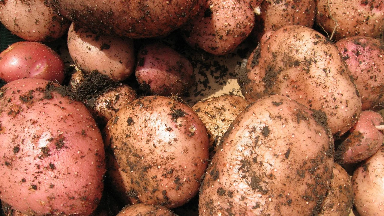 Papas frescas cubiertas de tierra tras la cosecha
