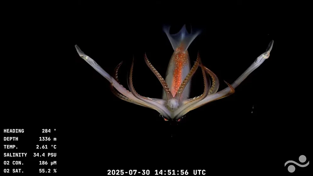 Calamar gigante del género Architeuthis o Magnapinna observado en aguas profundas, flotando cerca del lecho marino