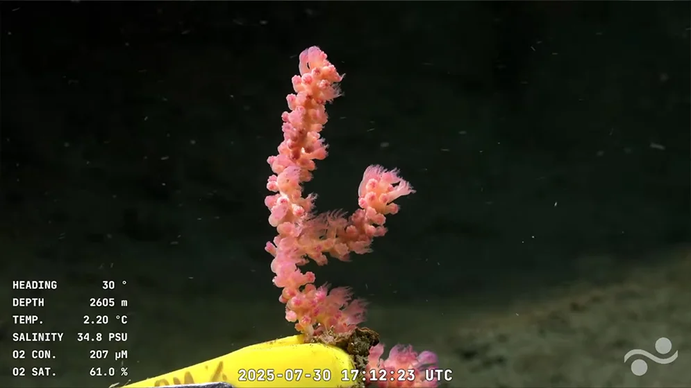 Colonia de coral blando de pólipos rosados hallada a gran profundidad, sirviendo de refugio a varias especies marinas