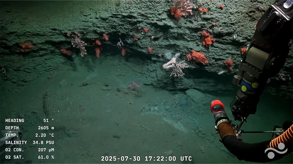 Corales y esponjas creciendo en las paredes del fondo marino profundo durante una inmersión científica