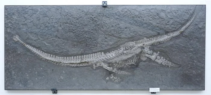 Esqueleto fósil de Plesionectes en el Staatliches Museum für Naturkunde Stuttgart