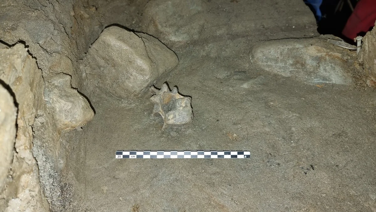 Hueso de oso polar hallado en la cueva