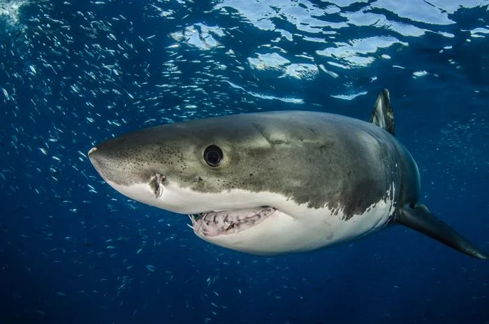 Tiburón blanco nadando en aguas abiertas