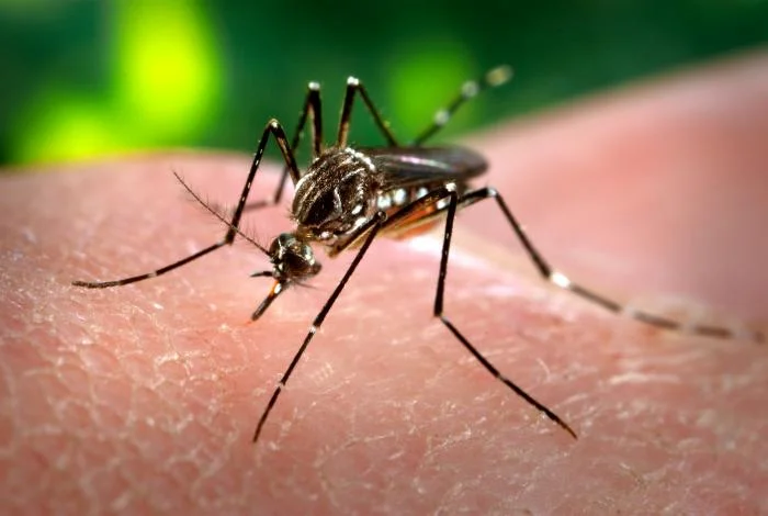 Mosquito Aedes aegypti visto en detalle, vector de enfermedades como dengue, zika y chikungunya