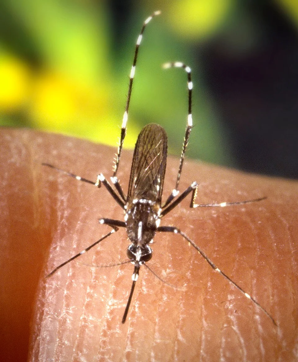 Mosquito Aedes albopictus, también llamado mosquito tigre asiático, portador de varias enfermedades virales
