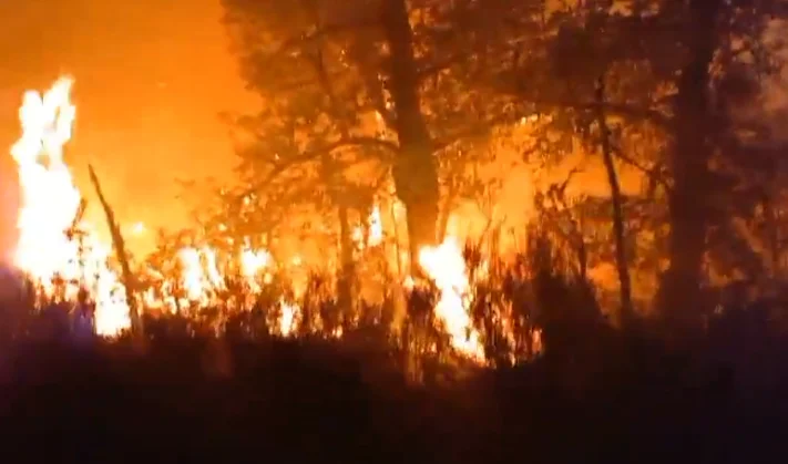 Intensas llamas consumen un bosque durante un incendio nocturno en Zamora