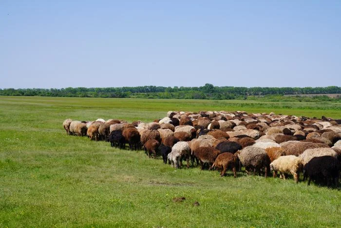 Rebaño de ovejas pastando en un paisaje estepario cerca de Arkaim