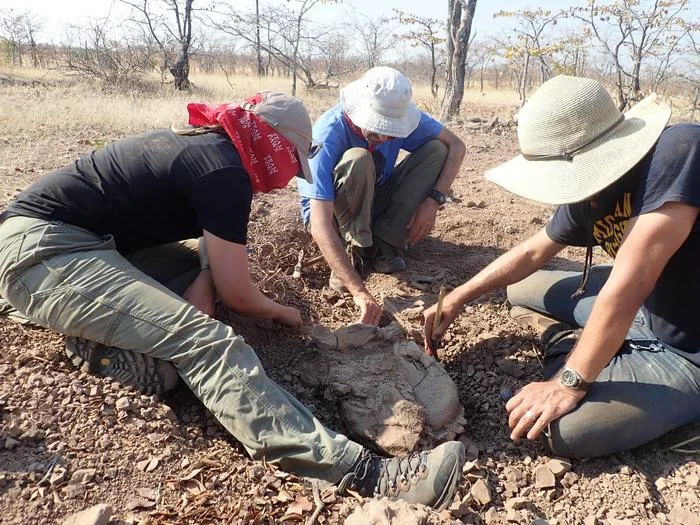 Miembros del equipo científico excavando un fósil de dicinodonte del Pérmico en Zambia