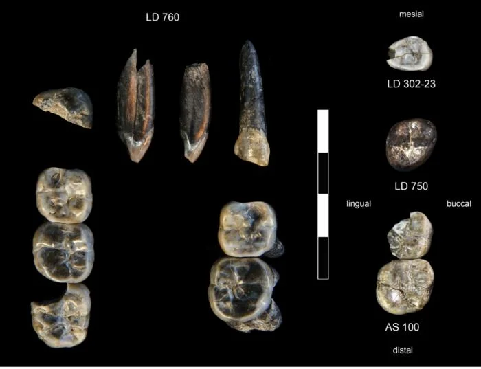 Vista detallada de dientes fósiles de Australopithecus y Homo temprano encontrados en Ledi-Geraru