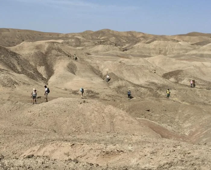 Paleontólogos buscando fósiles en la árida cuenca de Lee Adoyta