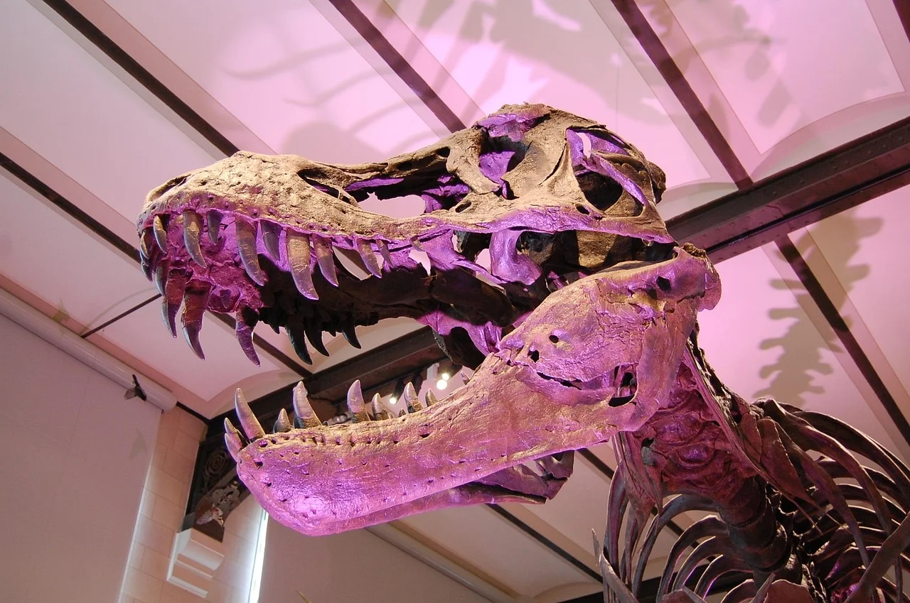 Cráneo fósil de un Tyrannosaurus rex expuesto en un museo, iluminado con luces moradas