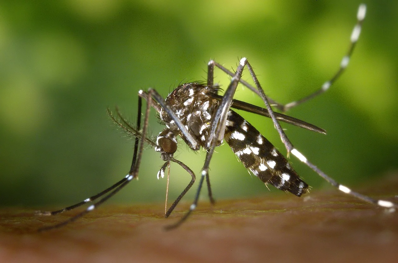 Mosquito tigre asiático posado sobre la piel de una persona