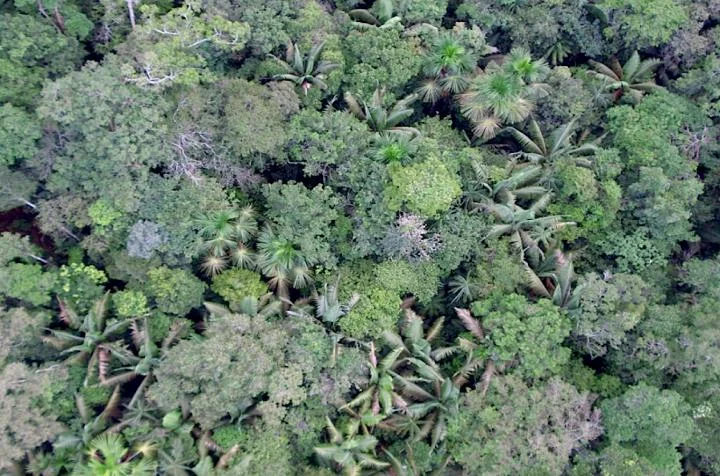 Amazonas central, Brasil
