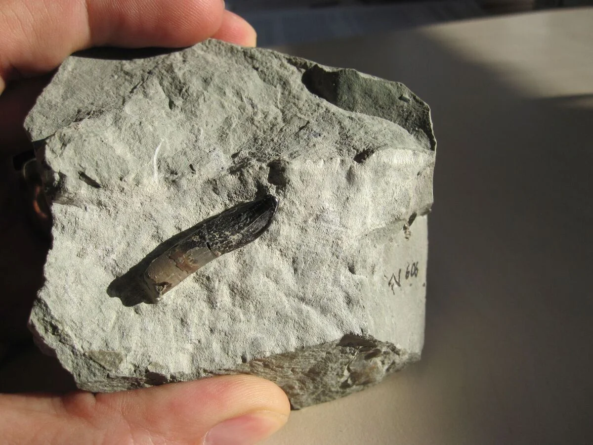 Diente fósil de Europasaurus conservado en piedra caliza de la cantera de Langenberg, Alemania