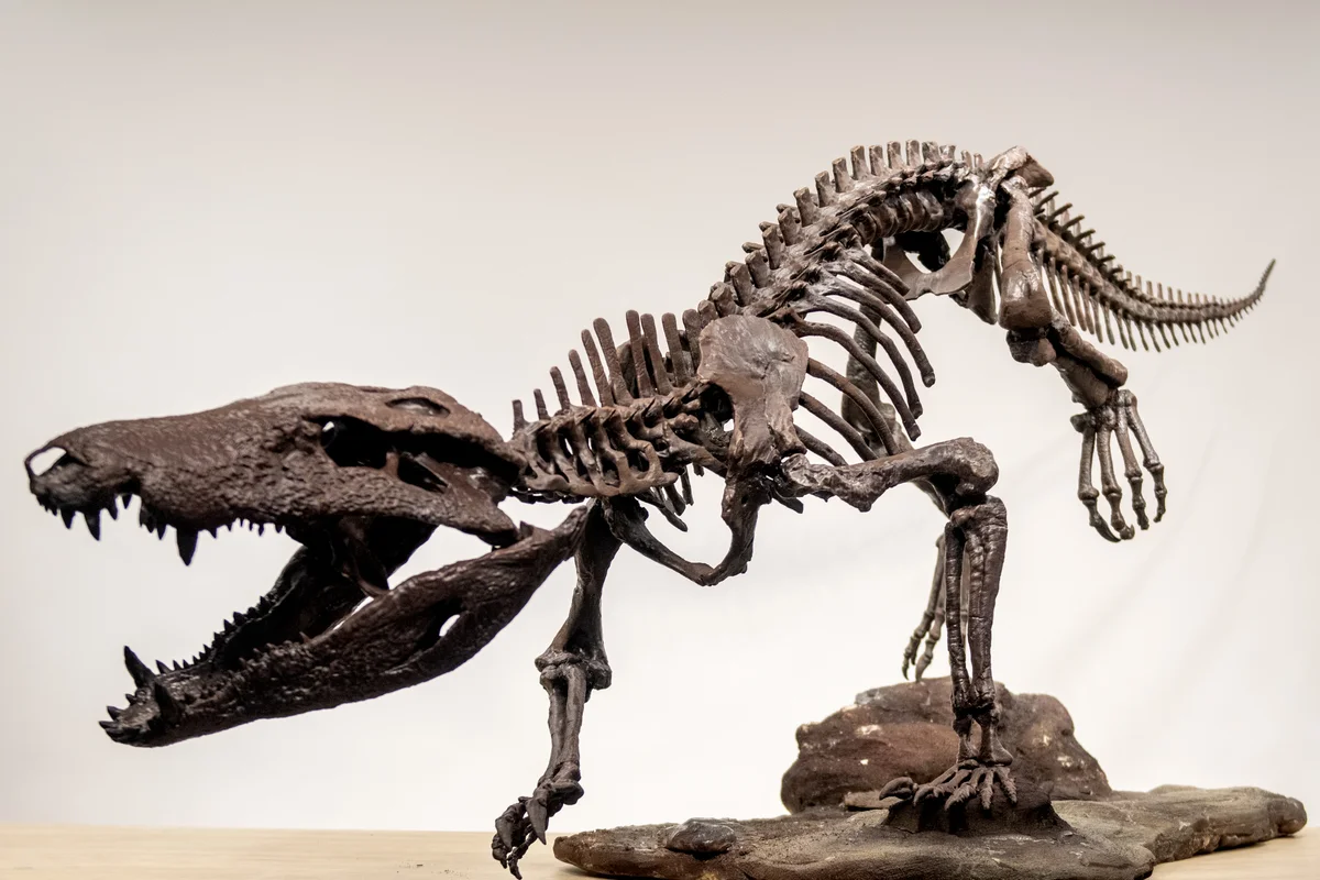 Esqueleto montado del Kostensuchus atrox reconstruido con impresión 3D y pintado