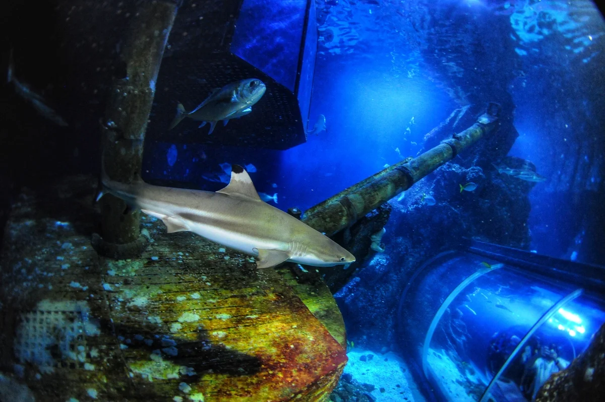 Tiburón de arrecife de puntas negras en acuario Sealife Oberhausen, relacionado con la recolección de dientes para investigación