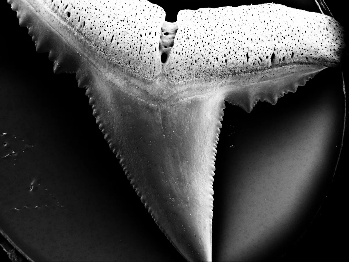 Vista microscópica de un diente de tiburón dañado tras ocho semanas de incubación en agua con pH 7,3