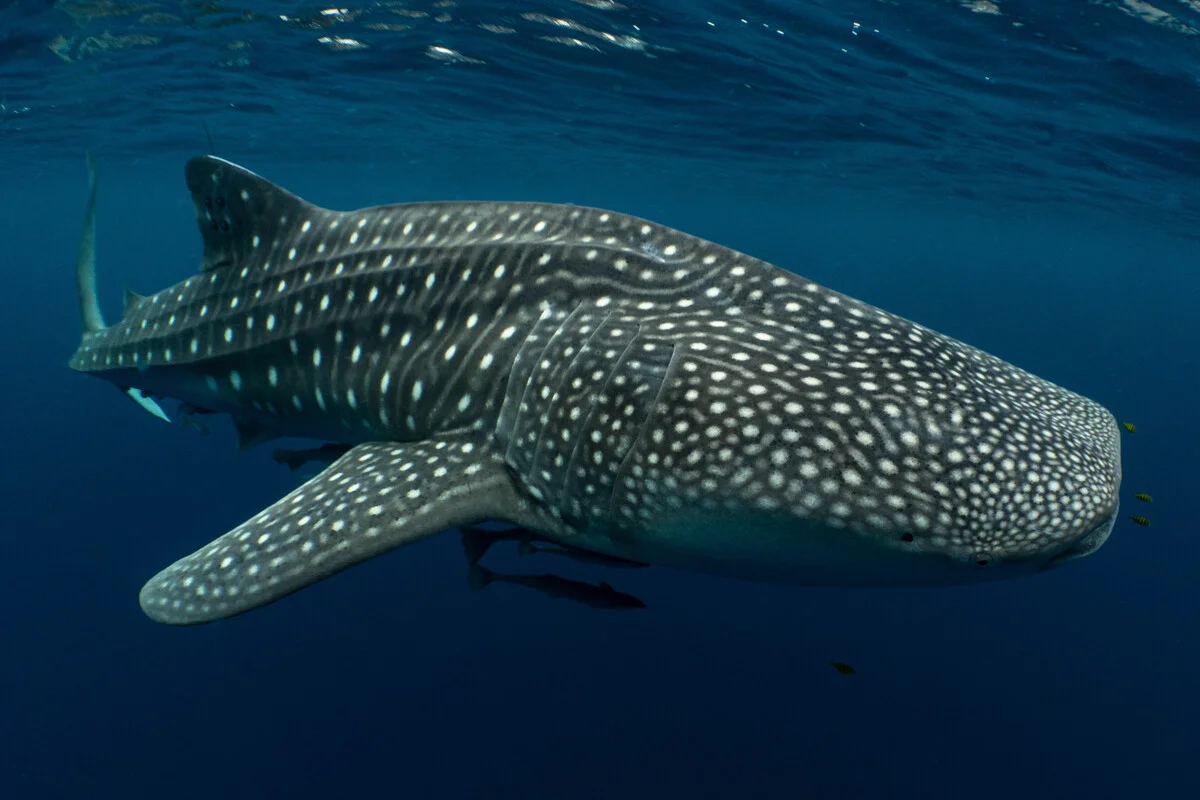 Tiburón ballena nadando en la bahía de Cendrawasih