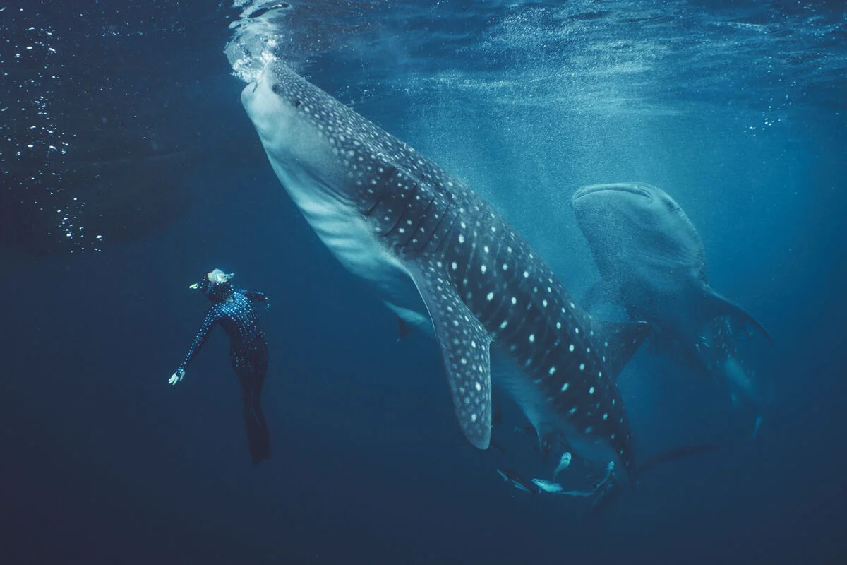Tiburón ballena en aguas de la bahía de Tritón