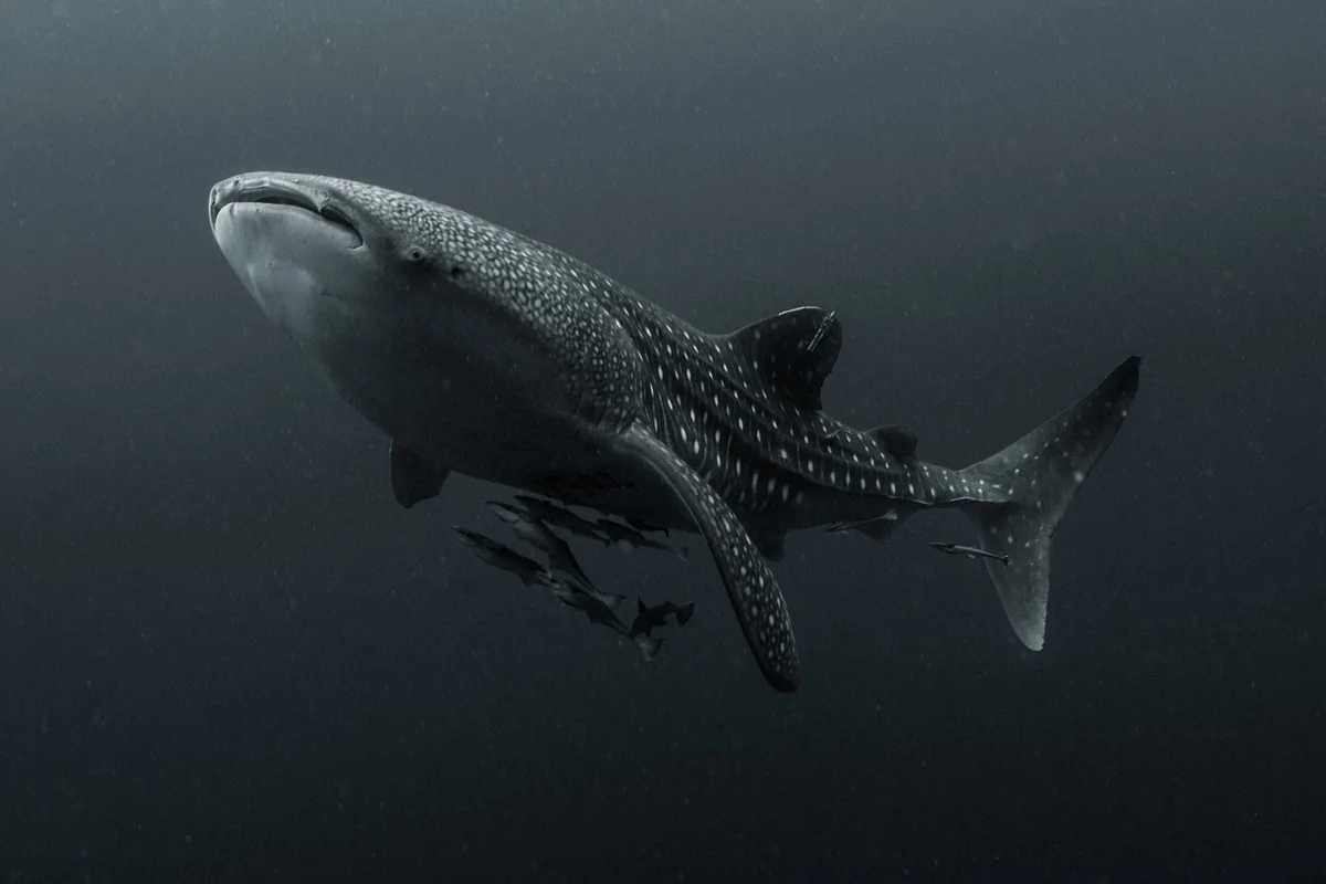 Tiburón ballena visto en la bahía de Cendrawasih