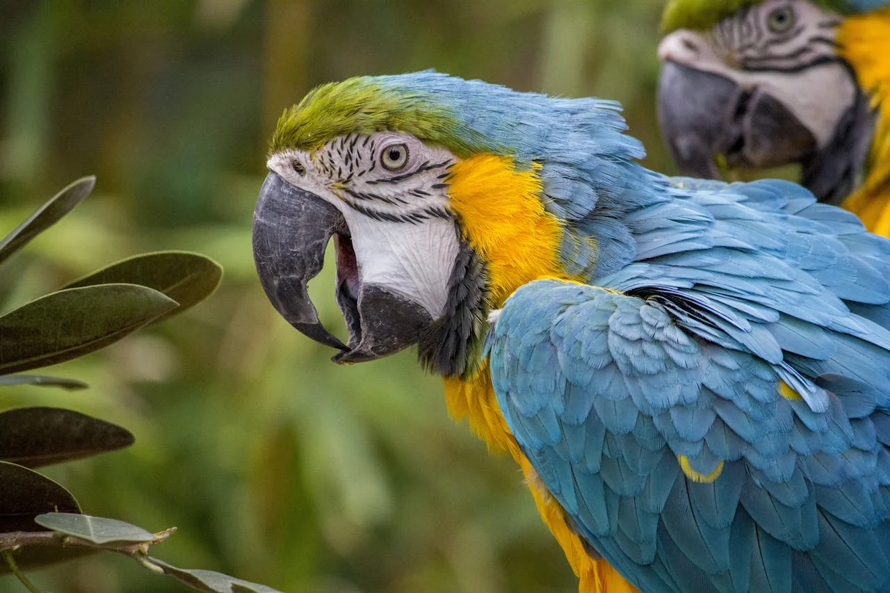 Guacamayo azul y amarillo en su hábitat natural