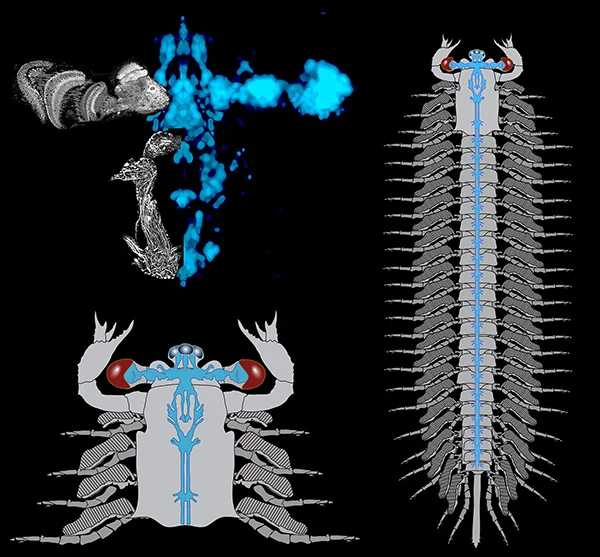 Ilustración del cerebro reconstruido de Jianfengia con ojos compuestos y apéndices en forma de garra