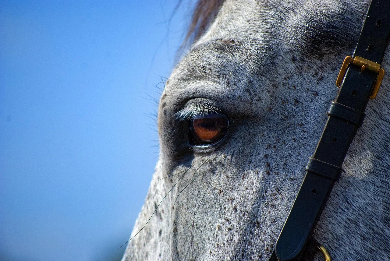 Primer plano del ojo de un caballo de pelaje gris moteado con fondo azul cielo.