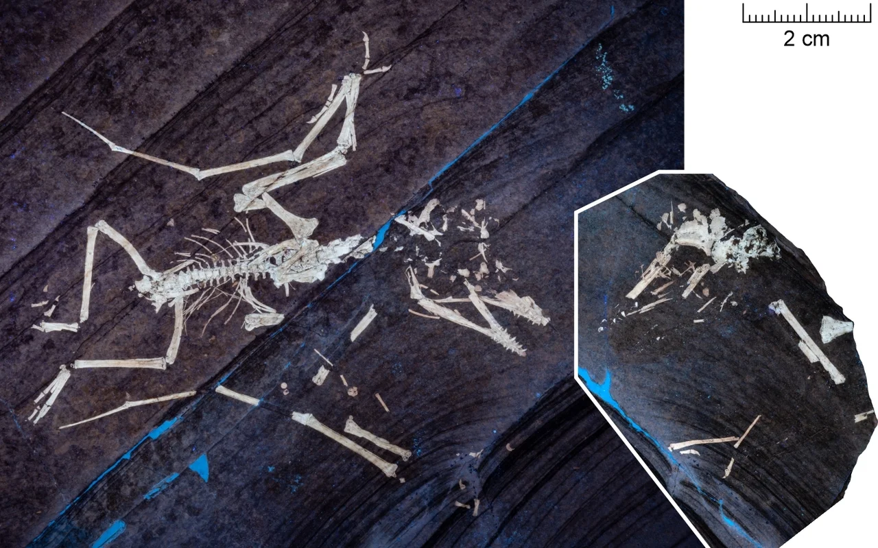 Fósil de Lucky II, otra cría de Pterodactylus preservada bajo luz ultravioleta con un ala fracturada