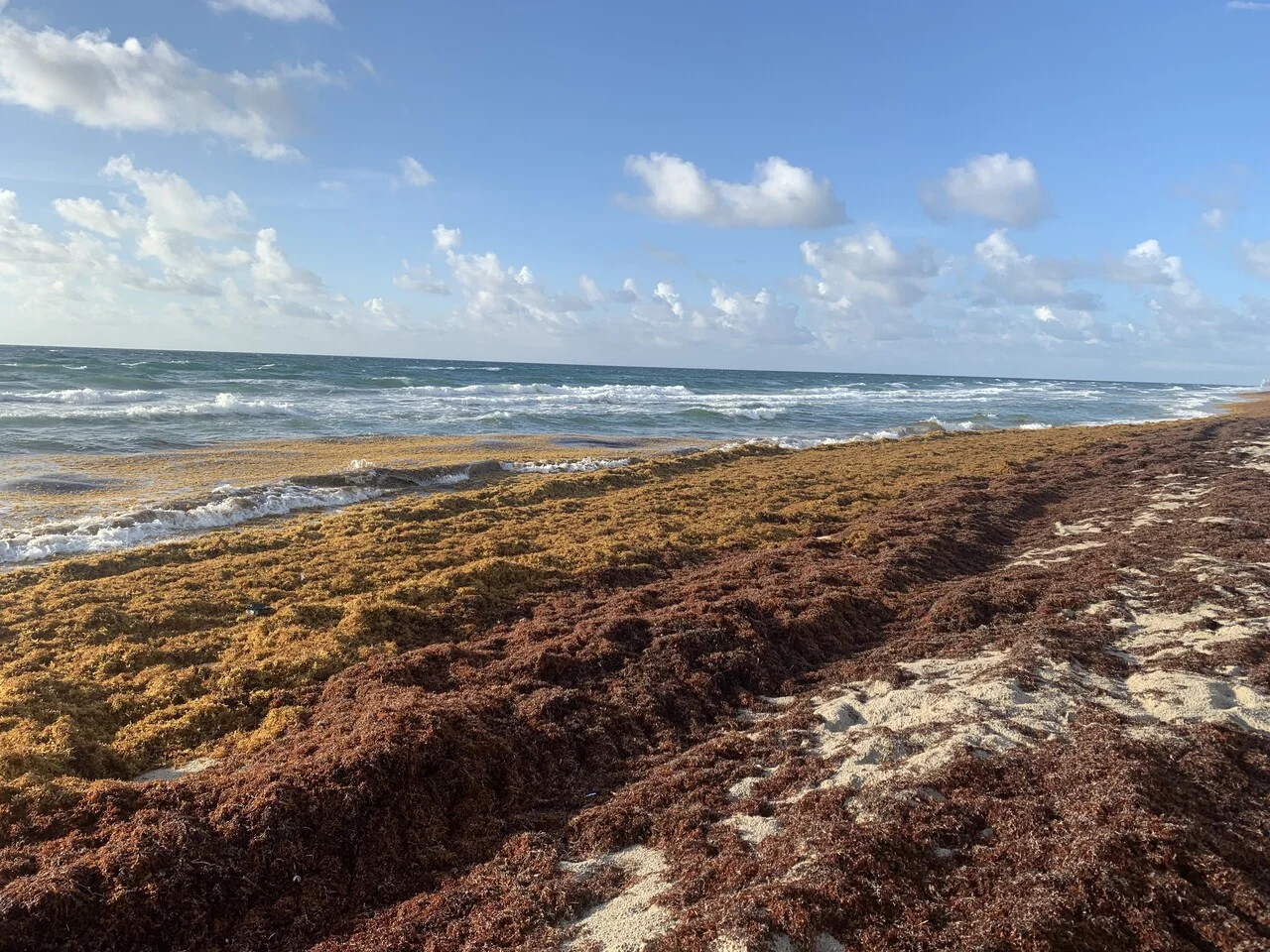 Acumulación masiva de sargazo cubriendo la orilla de Juno Beach en verano de 2021