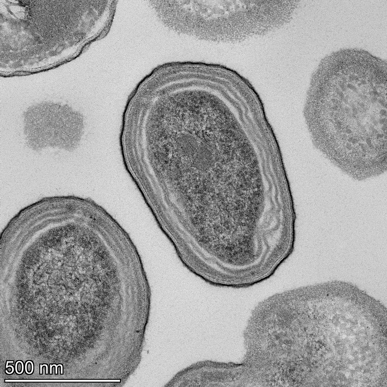 Imagen de microscopio electrónico que revela células de Prochlorococcus, microorganismos marinos de apenas 500 nanómetros de diámetro