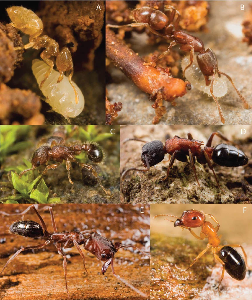 Selección de hormigas encontradas en Fiyi, incluyendo especies endémicas como Acropyga sp. FJ02 y Colobopsis polinesica
