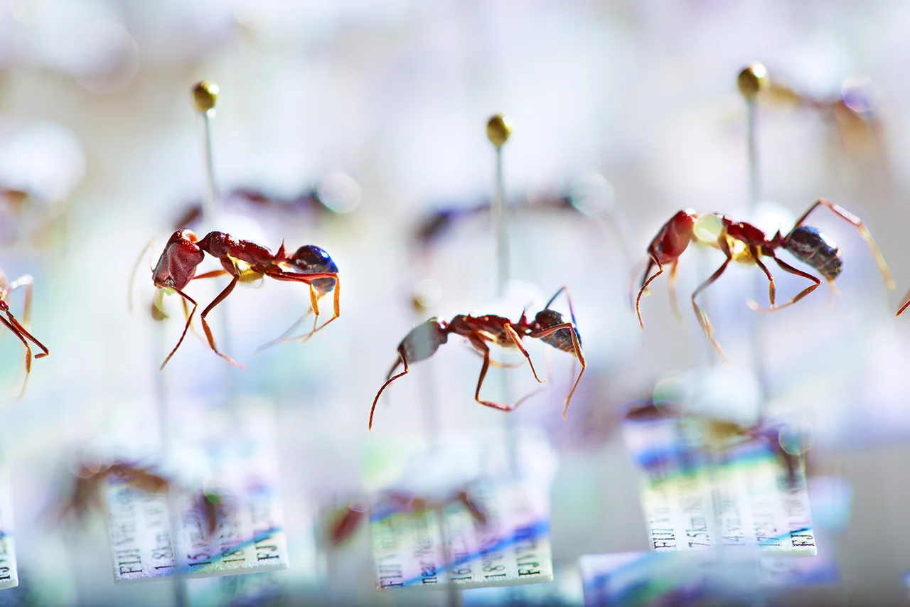 Colección museística con miles de especímenes de hormigas de Fiyi utilizados en estudios genómicos de biodiversidad