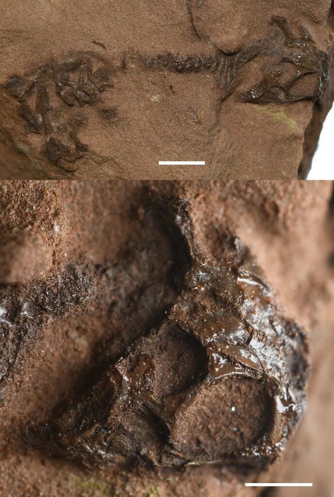 Fósil holotipo de Agriodontosaurus helsbypetrae con detalle del cráneo preservado