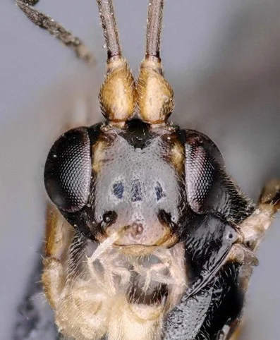 Primer plano del rostro del insecto Heinrichiellus natgeo mostrando sus ojos compuestos