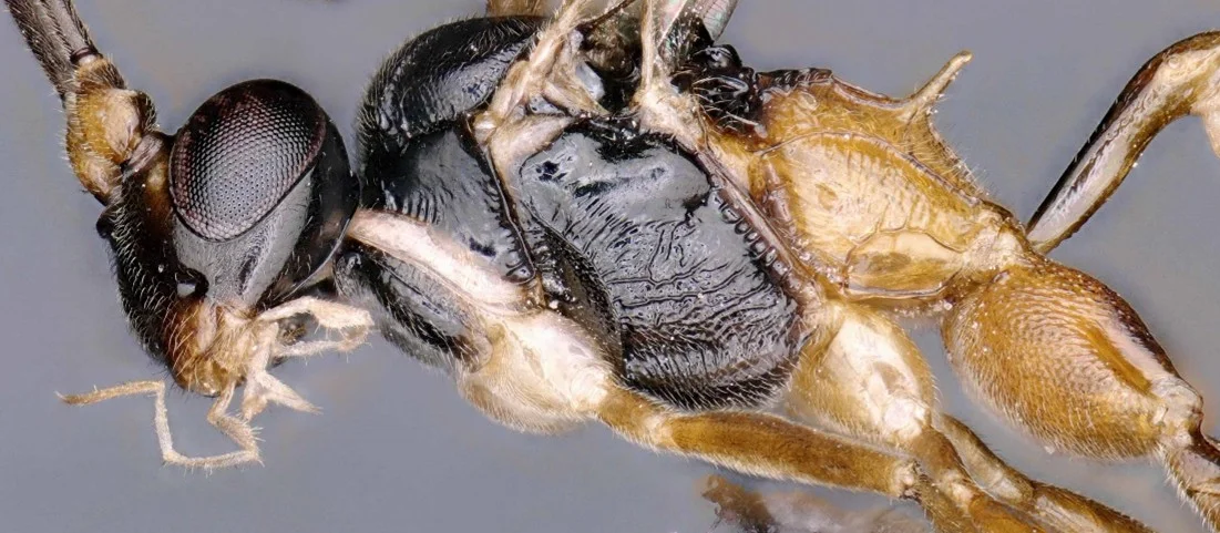 Detalle del tórax y abdomen del insecto Heinrichiellus natgeo con sus segmentos claramente visibles