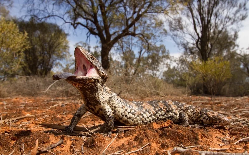 Lagarto soñoliento en el suelo seco de Australia con la boca abierta mostrando una reacción defensiva
