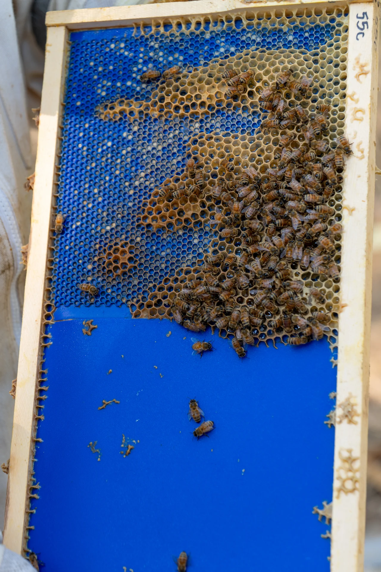 Marco de colmena con celdas modificadas y abejas en plena actividad