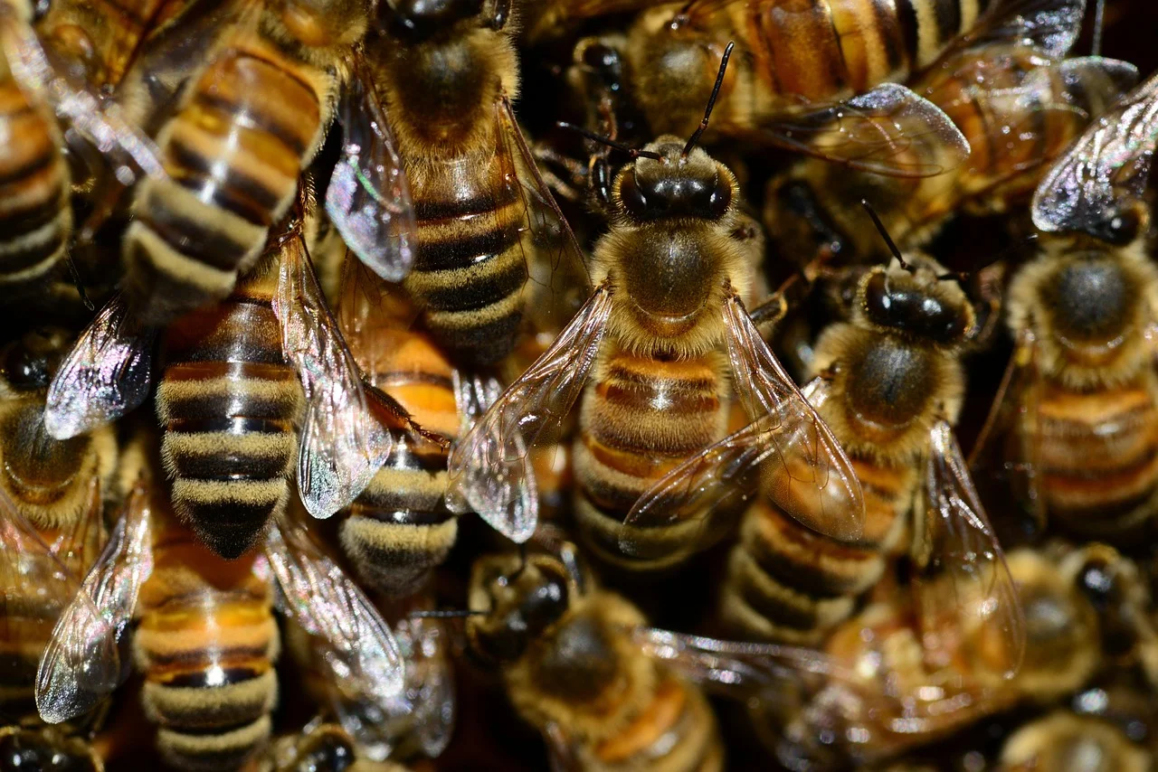 Primer plano de abejas agrupadas en el panal