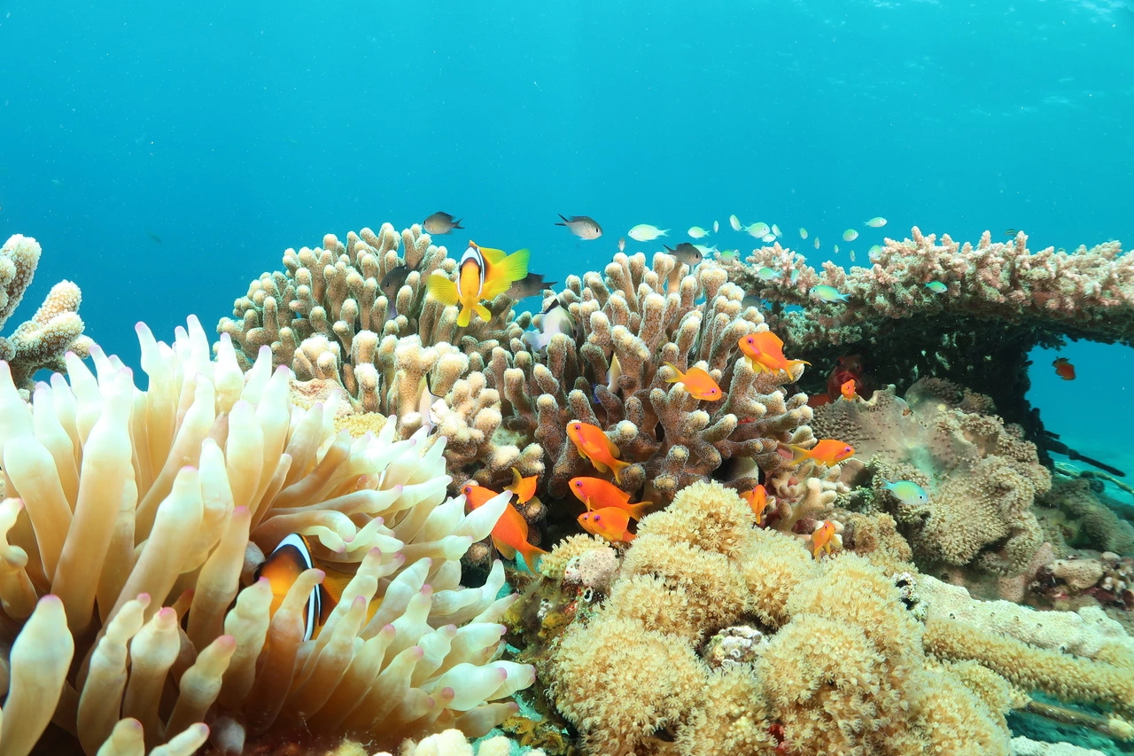 Arrecife de coral con peces tropicales de colores en aguas claras, ejemplo de ecosistema marino resiliente
